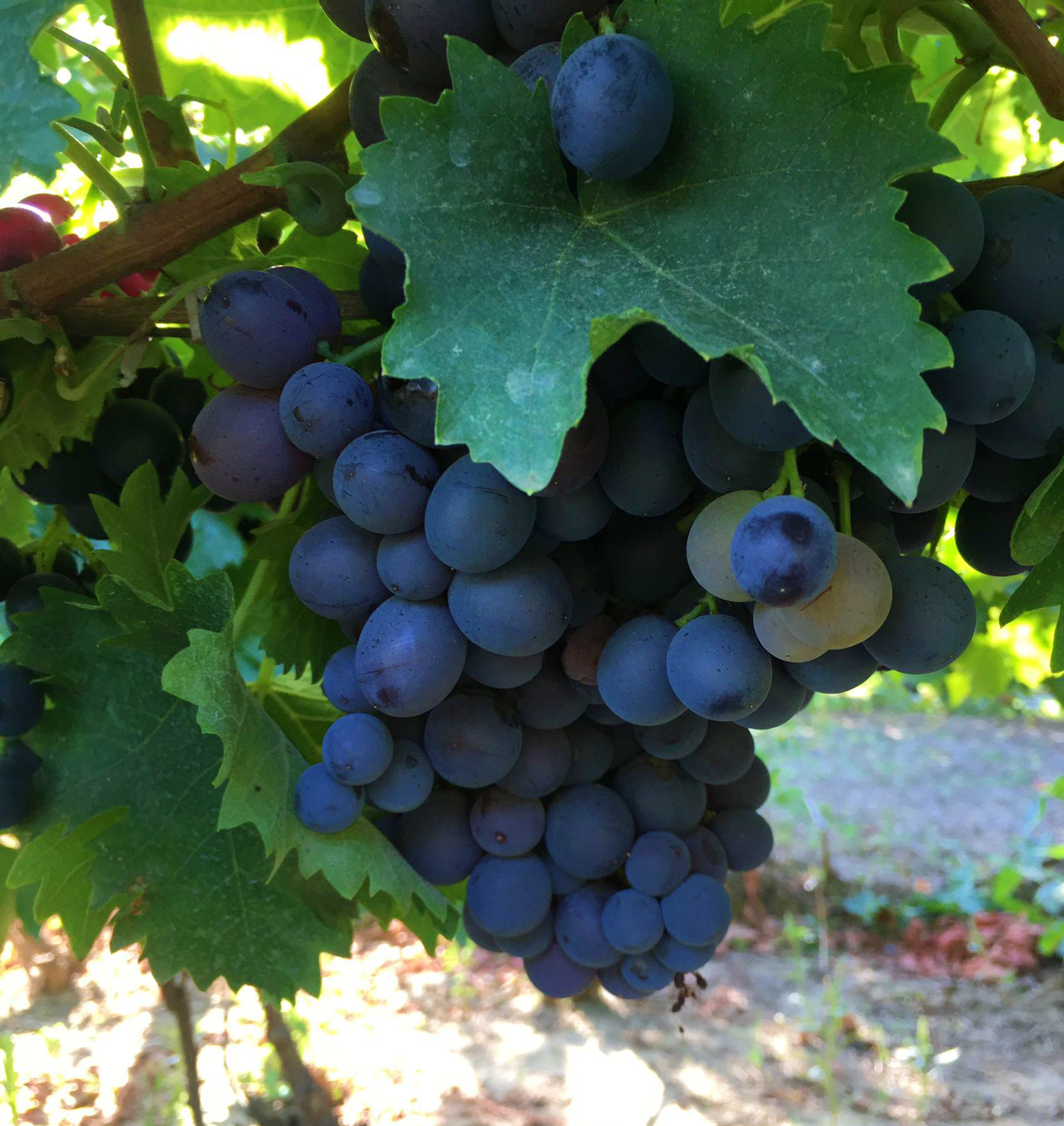 Stand cu fructe și legume proaspete în piață