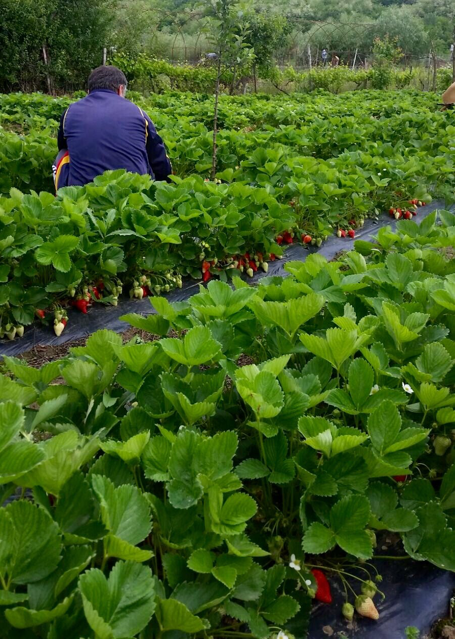 Selecție din grădina familiei