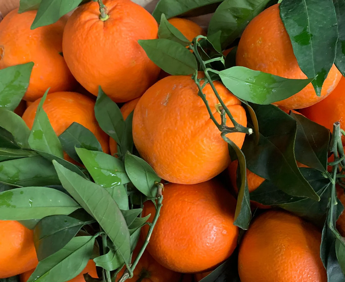 Portocale cu frunze