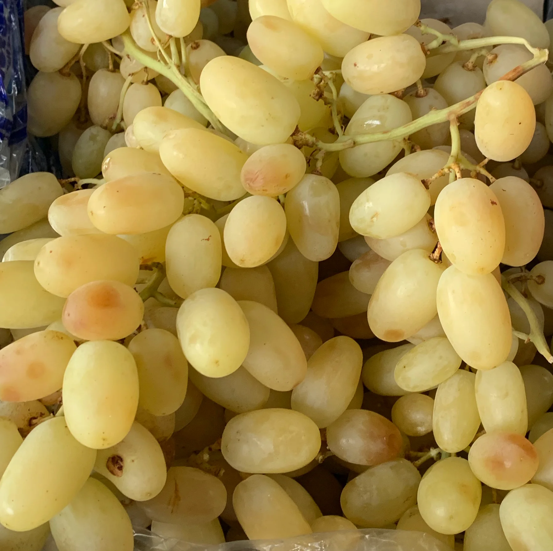 Struguri albi fără sâmburi