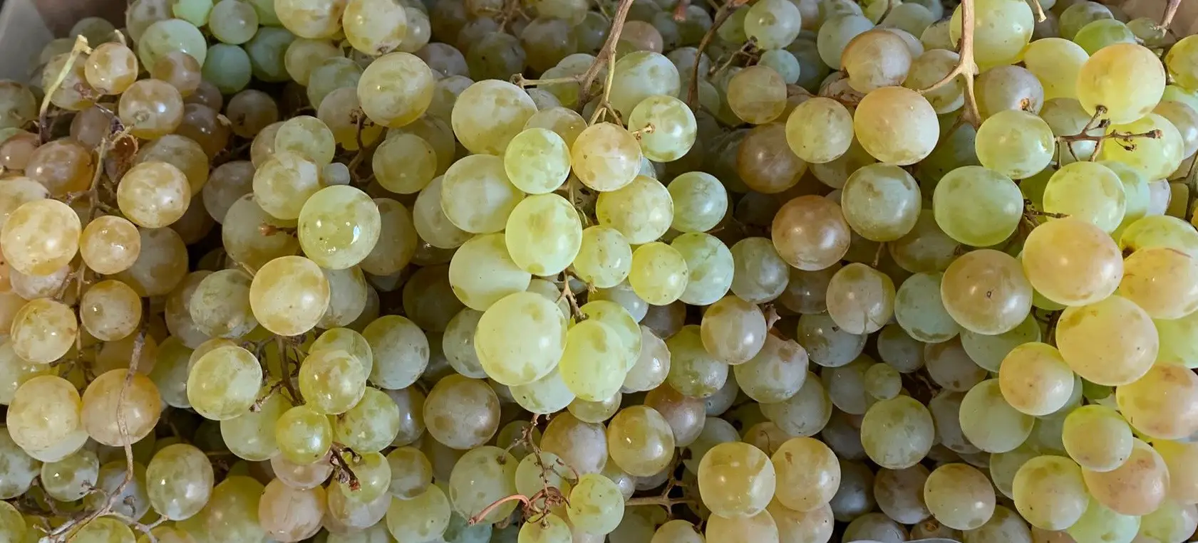 Struguri Ceaslă Albă