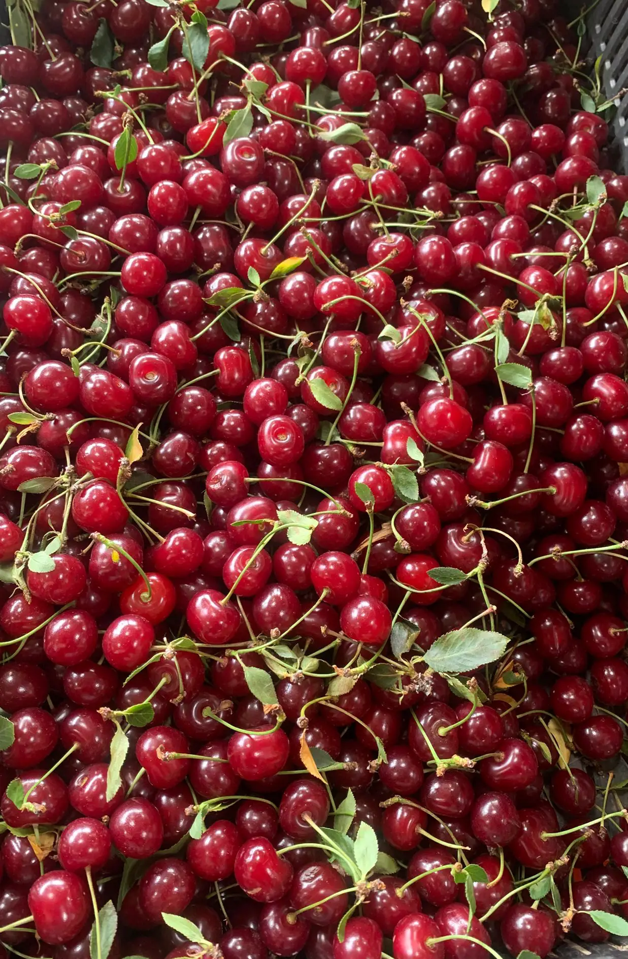 Vișine proaspete de sezon