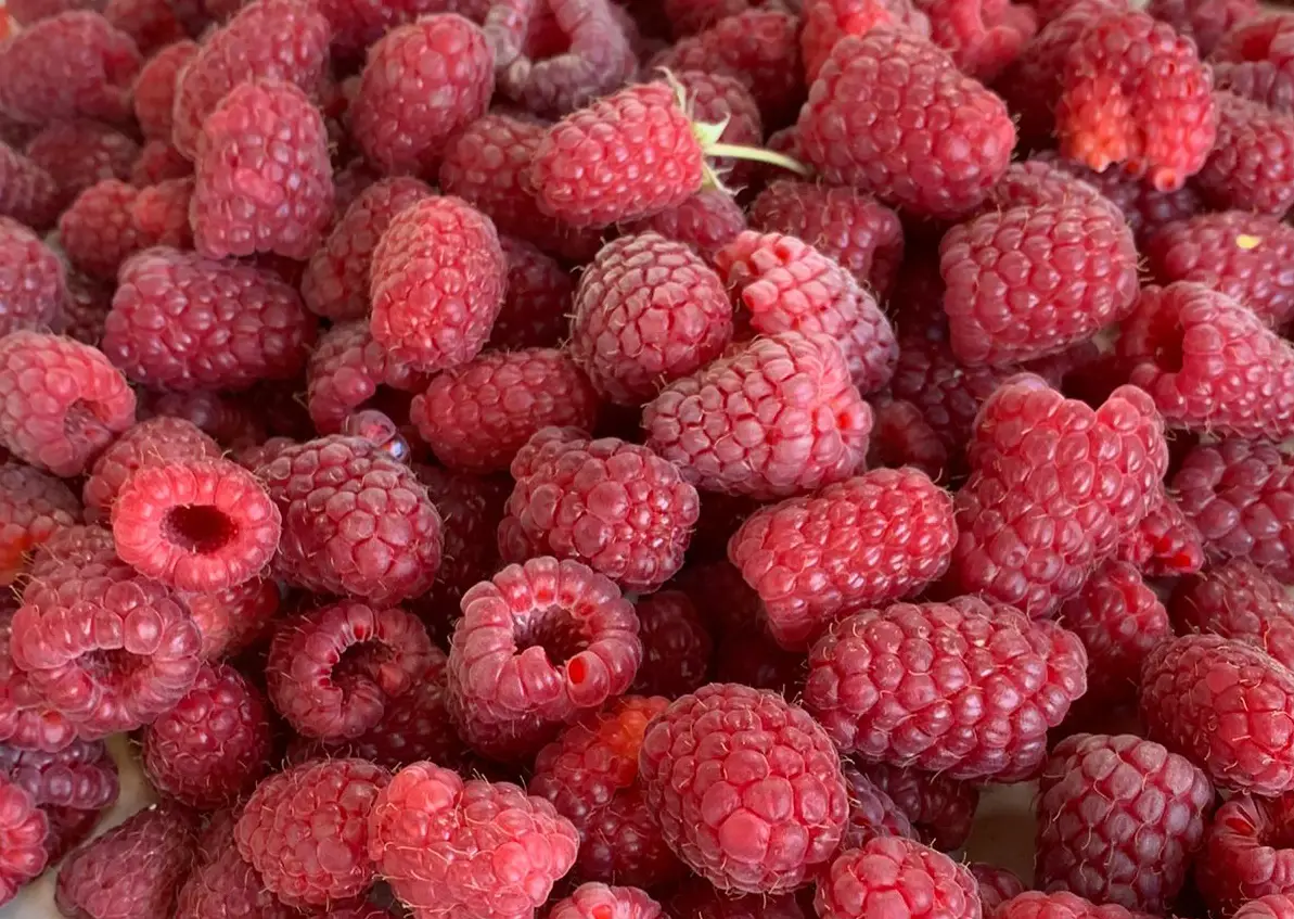 Zmeură proaspătă de sezon