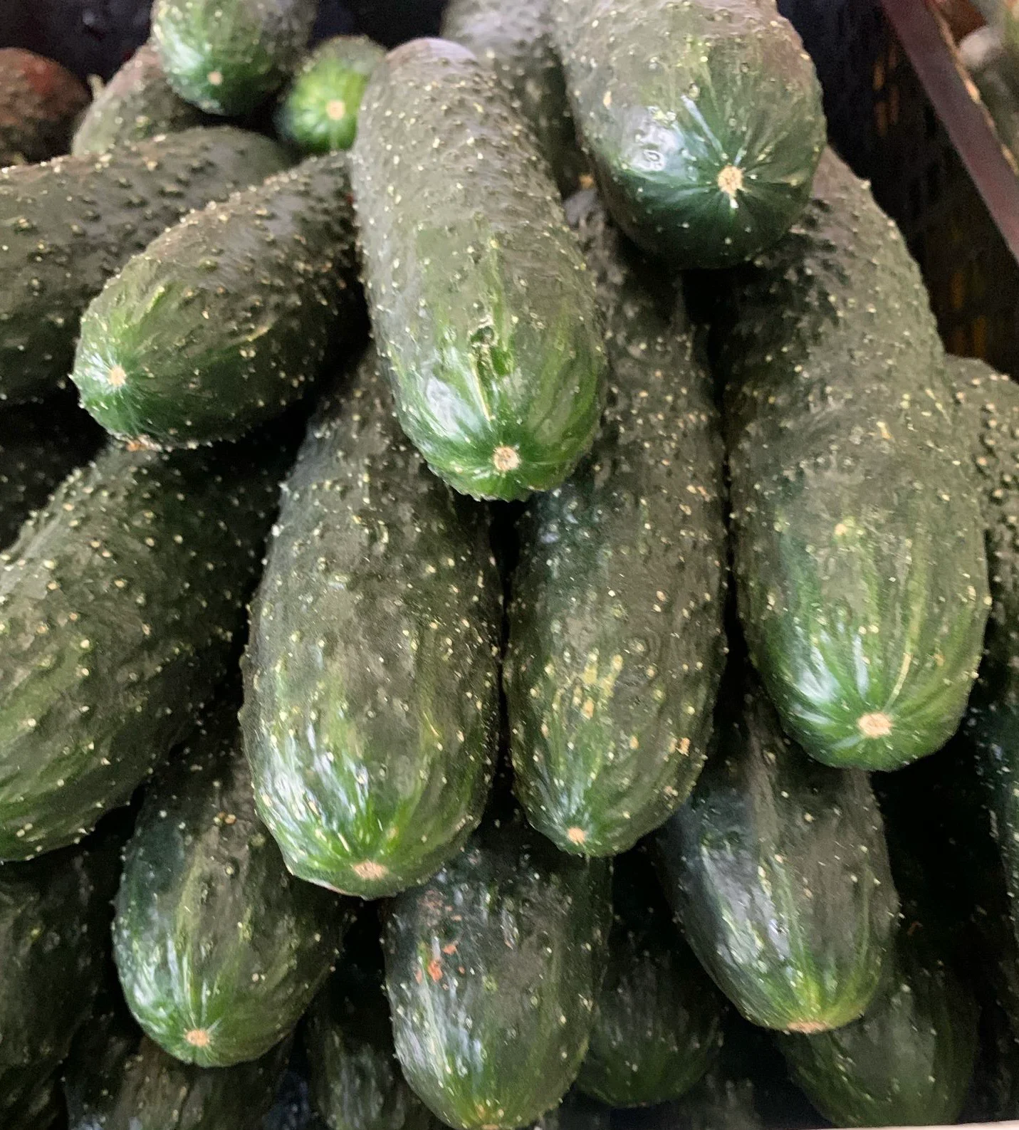 Castraveți Cornichon