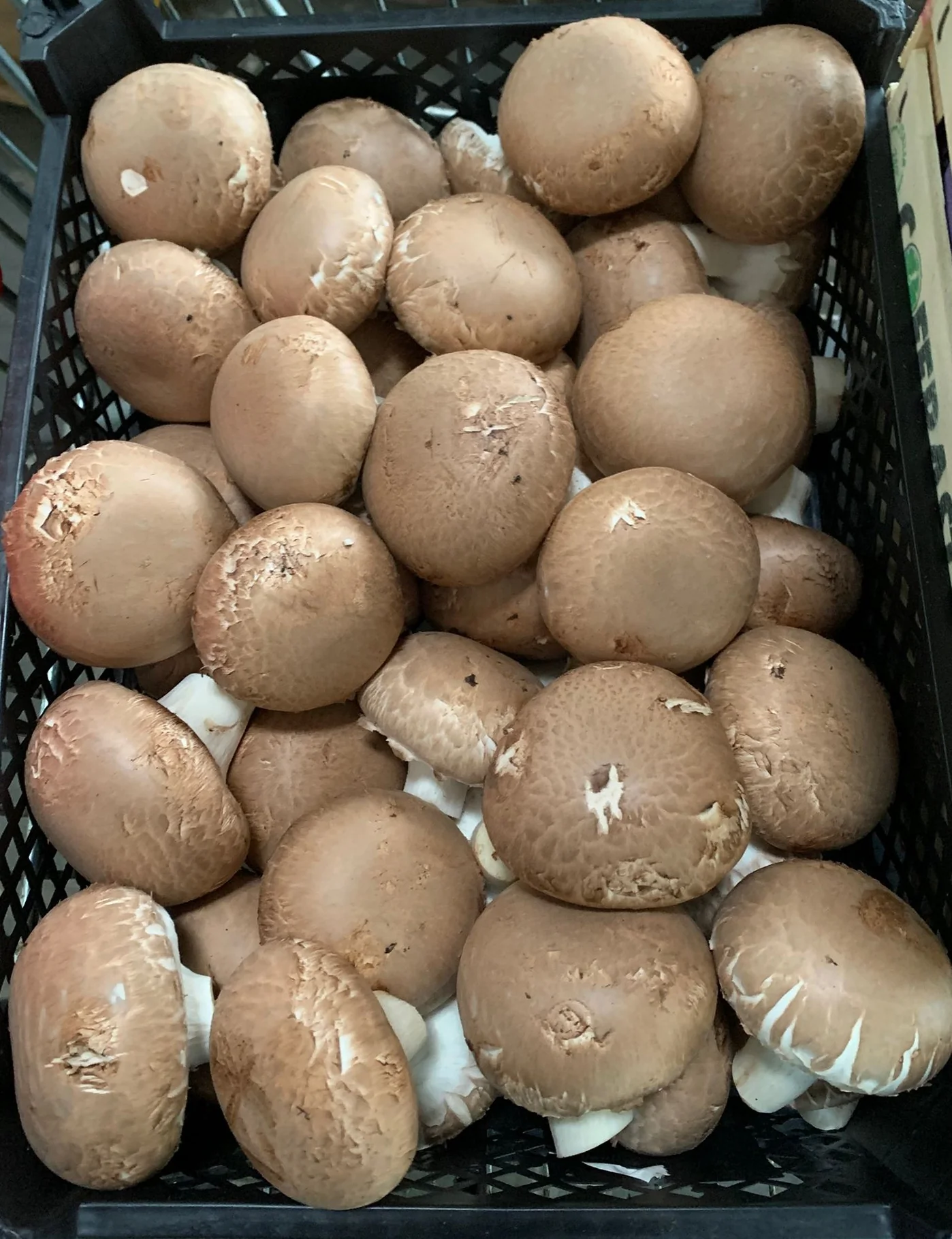 Ciuperci Champignon brune