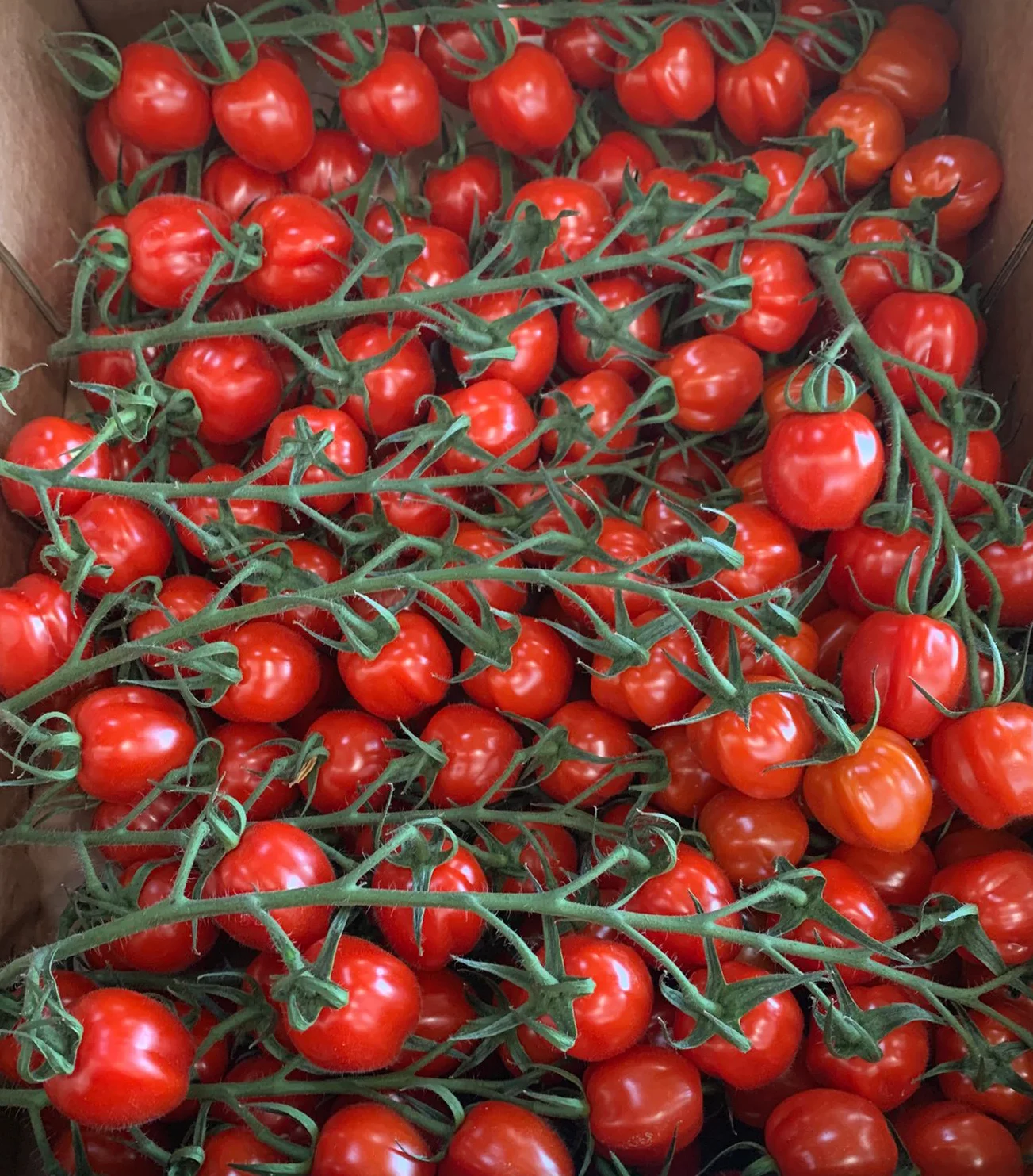 Roșii cherry Papritom