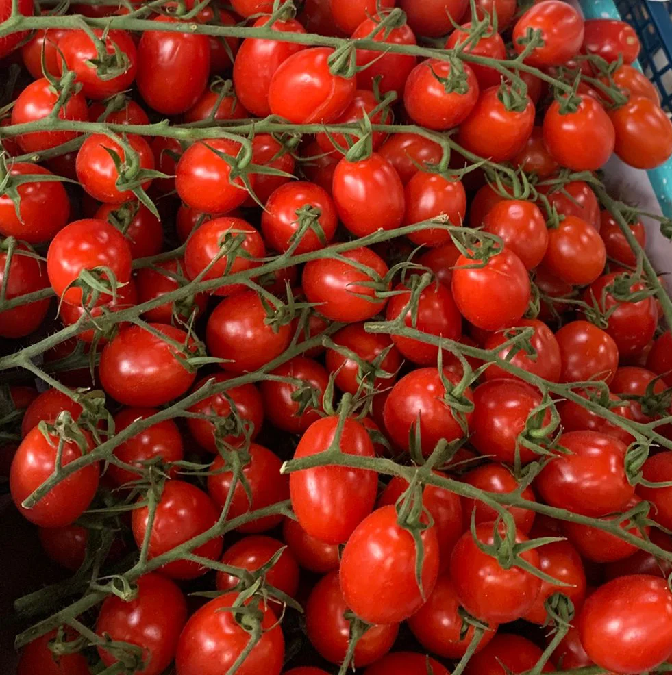 Roșii cherry Pixeli