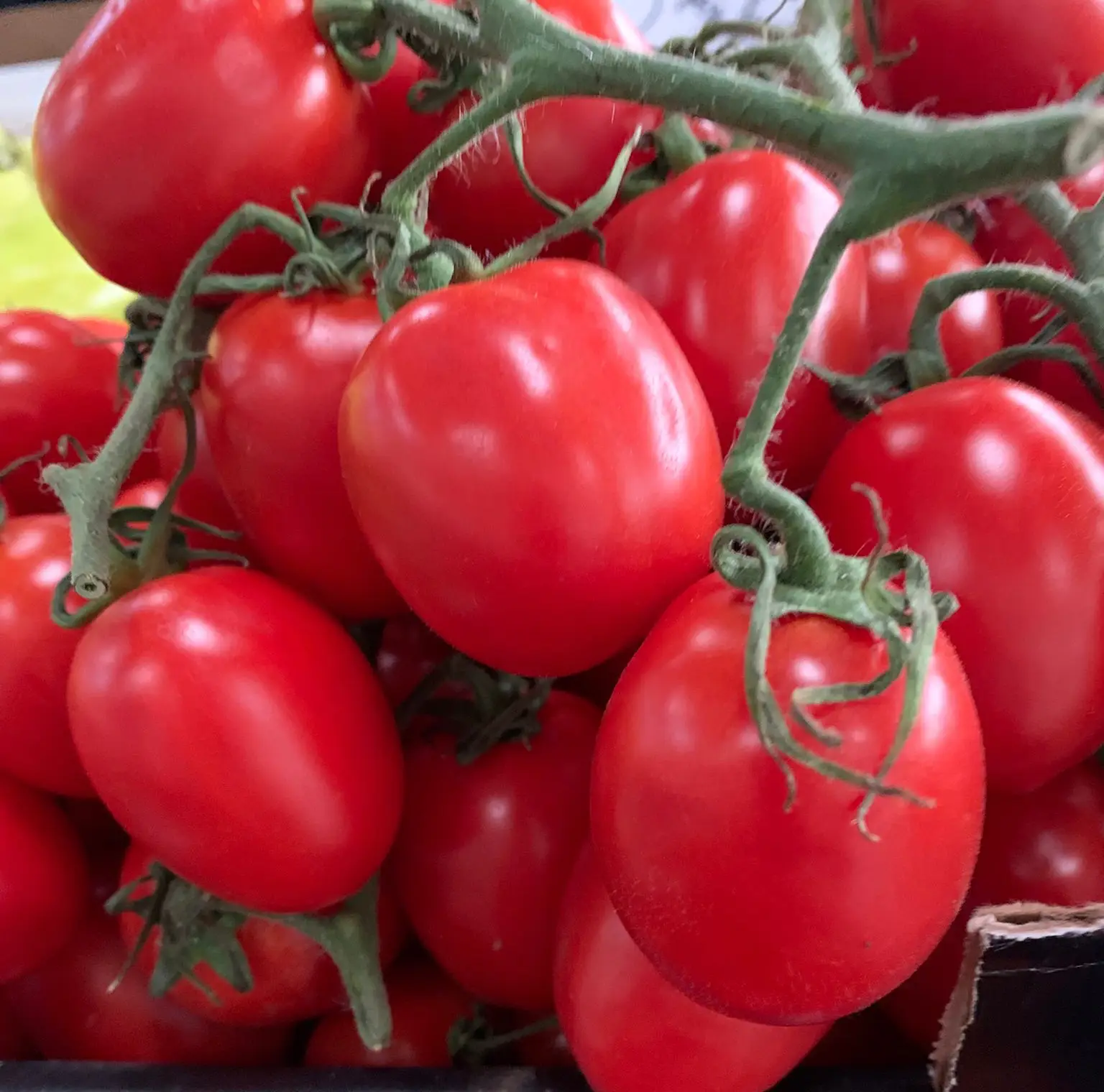 Roșii cherry prunișoare