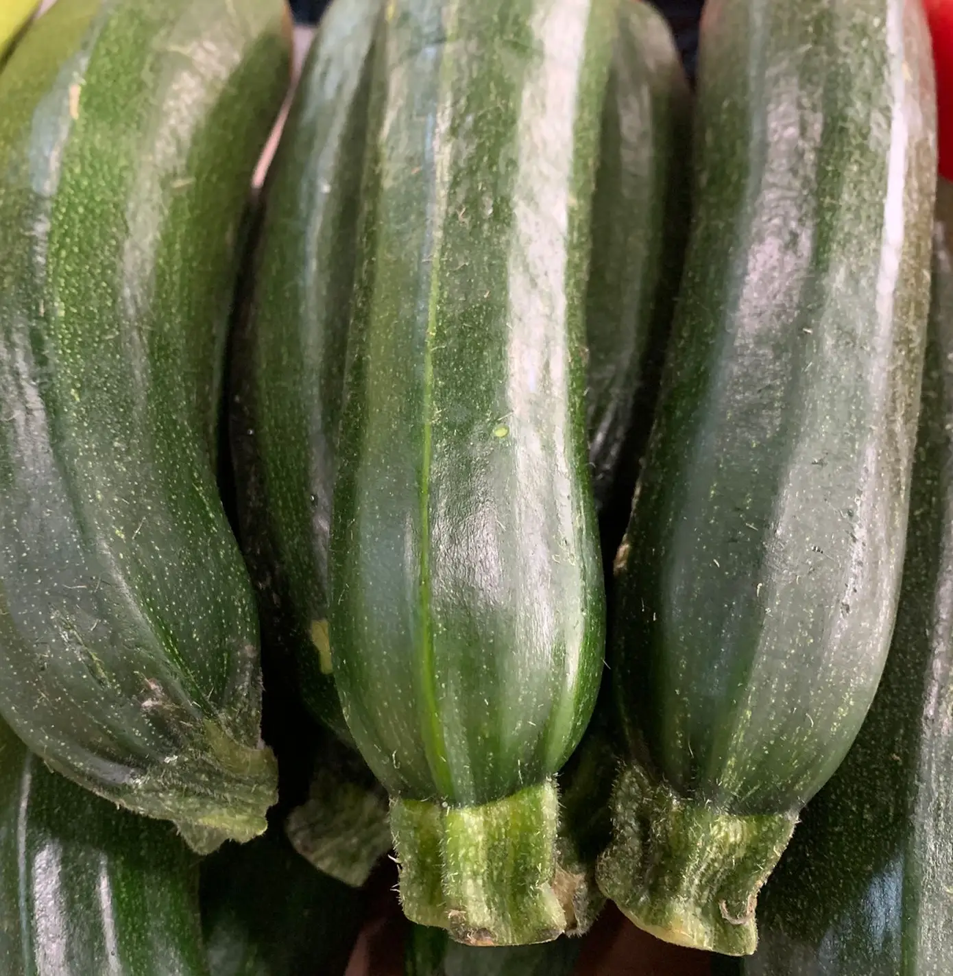Zucchini